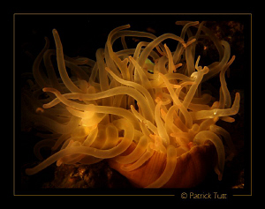 The magic of an anemone at nigth - Lumix Fx01 by Patrick Tutt 